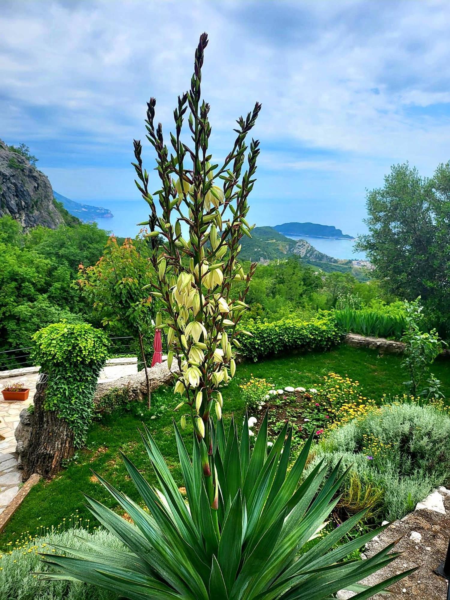 Villa Nera Budva Exterior foto